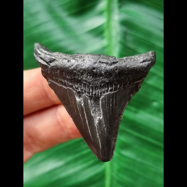 5.4 cm black tooth of the Megalodon