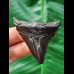 5.4 cm black tooth of the Megalodon