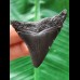 5.4 cm black tooth of the Megalodon