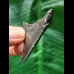5.4 cm black tooth of the Megalodon
