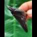 5.4 cm black tooth of the Megalodon