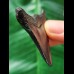 5.4 cm black tooth of the Megalodon