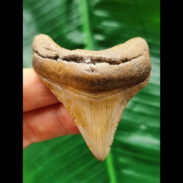 5,7 cm scharfer Zahn des Megalodon
