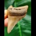 5,7 cm scharfer Zahn des Megalodon