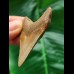 5,7 cm scharfer Zahn des Megalodon