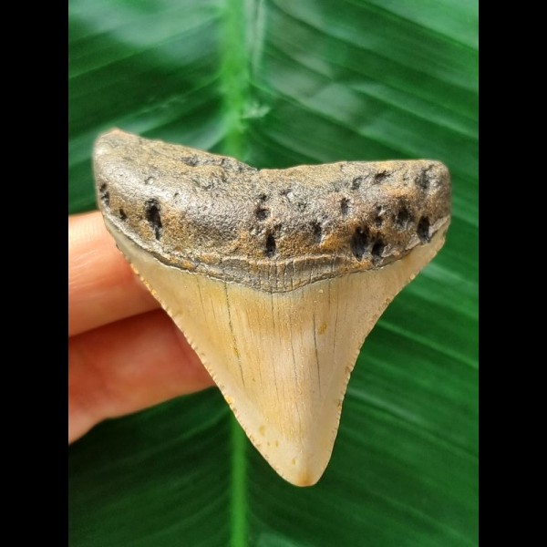 5.9 cm brown tooth of the Megalodon