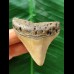 5.9 cm brown tooth of the Megalodon