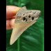 5.9 cm brown tooth of the Megalodon