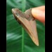 5.9 cm brown tooth of the Megalodon