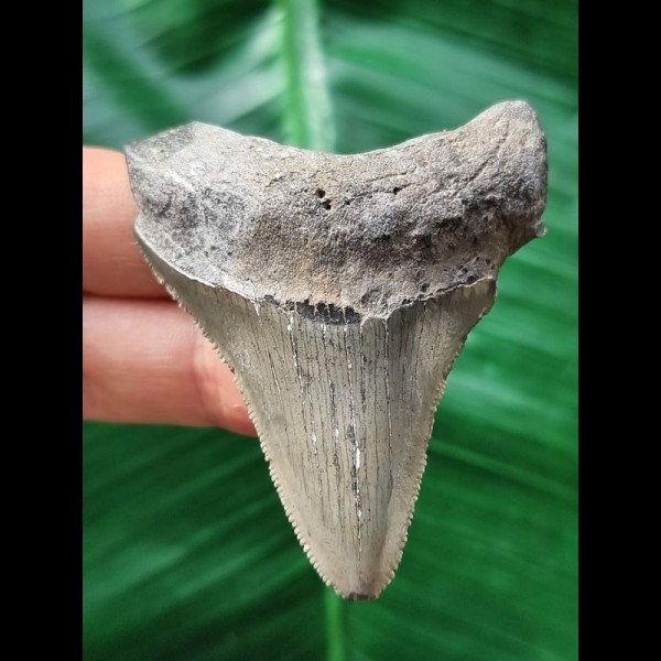 6,0 cm scharfer Zahn des Megalodon