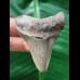 6,0 cm scharfer Zahn des Megalodon