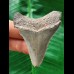 6,0 cm scharfer Zahn des Megalodon
