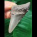 6,0 cm scharfer Zahn des Megalodon