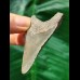 6,0 cm scharfer Zahn des Megalodon