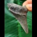 6,0 cm scharfer Zahn des Megalodon