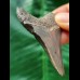 6,0 cm scharfer Zahn des Megalodon