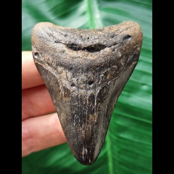 6.9 cm Tooth of the Megalodon