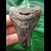 6.9 cm Tooth of the Megalodon