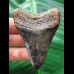 6.9 cm Tooth of the Megalodon