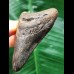 6.9 cm Tooth of the Megalodon