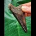 6.9 cm Tooth of the Megalodon