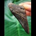 6.9 cm Tooth of the Megalodon