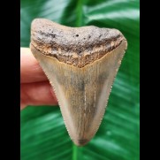 6,5 cm gebogener Zahn des Megalodon
