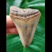 6.5 cm curved tooth of the Megalodon