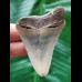 6.5 cm curved tooth of the Megalodon