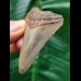 6.5 cm curved tooth of the Megalodon