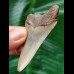 6.5 cm curved tooth of the Megalodon