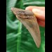 6.5 cm curved tooth of the Megalodon