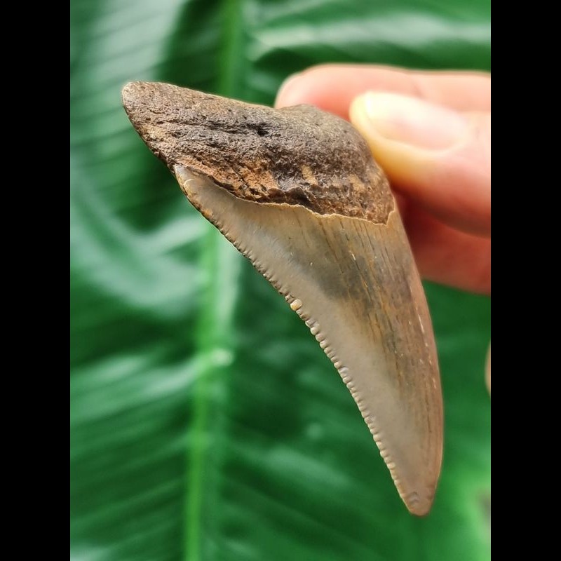 6.5 cm curved tooth of the Megalodon [TX1043]