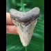 6,2 cm heller blauer Zahn des Megalodon