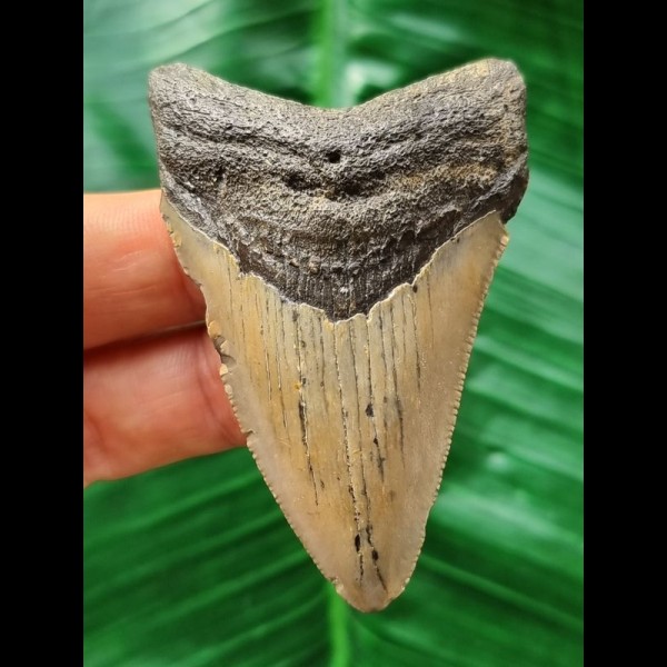 6.5 cm grey narrow tooth of the Megalodon