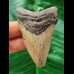 6.5 cm grey narrow tooth of the Megalodon