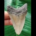 6.5 cm grey narrow tooth of the Megalodon
