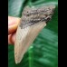 6.5 cm grey narrow tooth of the Megalodon