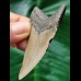 6.5 cm grey narrow tooth of the Megalodon