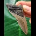 6.5 cm grey narrow tooth of the Megalodon
