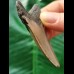 6.5 cm grey narrow tooth of the Megalodon