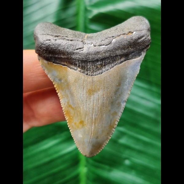 6.1 cm well preserved tooth of the Megalodon