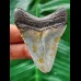 6.1 cm well preserved tooth of the Megalodon