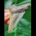 6.1 cm well preserved tooth of the Megalodon