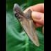 6.1 cm well preserved tooth of the Megalodon