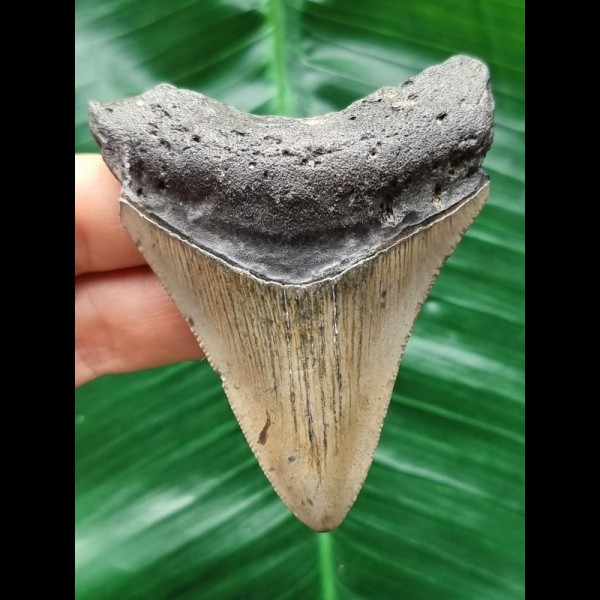 7.4 cm grey tooth of the Megalodon with dark root
