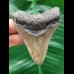 7.4 cm grey tooth of the Megalodon with dark root