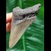 7.4 cm grey tooth of the Megalodon with dark root