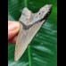 7.4 cm grey tooth of the Megalodon with dark root