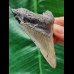7.4 cm grey tooth of the Megalodon with dark root